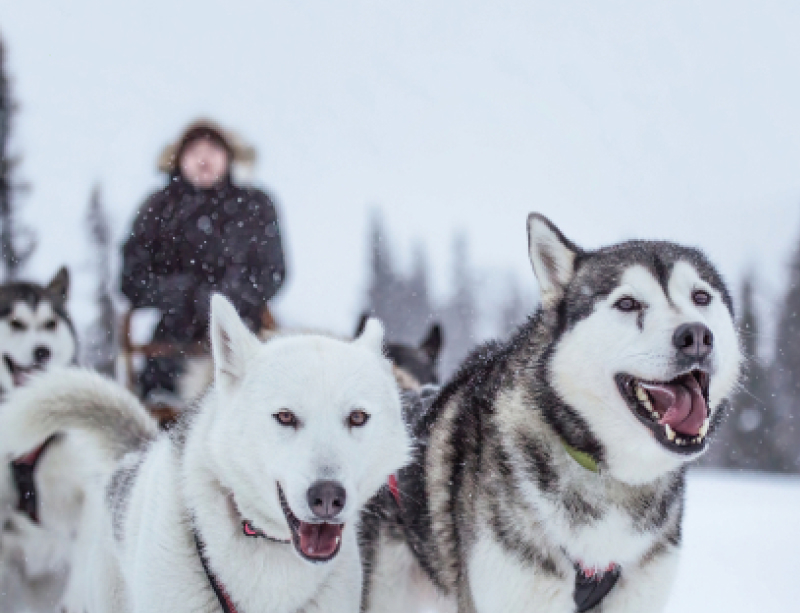 Chris biorący udział w przejażdżce zaprzęgiem z psami husky