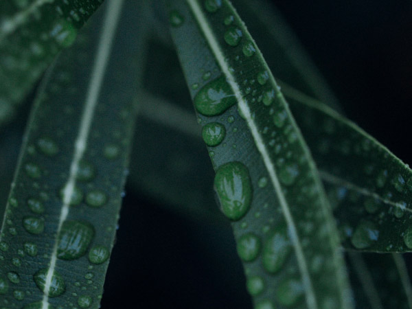 ${\Zielone liście z kroplami deszczu}