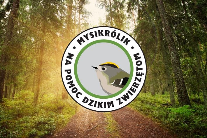 Logo Fundacja Mysikrólik
